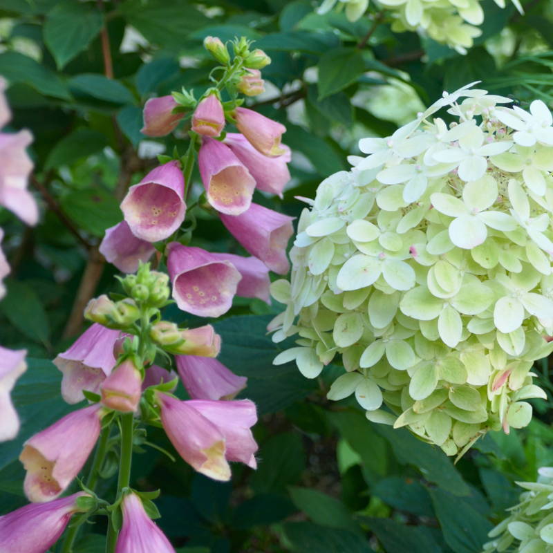 Foxglove planted next to white hydrangea flowers